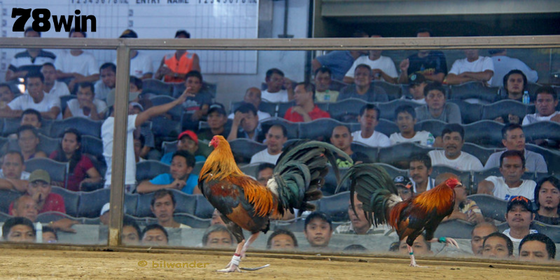 ไก่ชน 78WIN