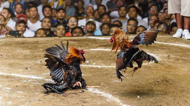 ไก่ชน 78WIN