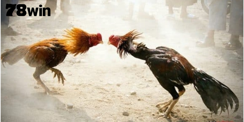 ไก่ชน 78WIN